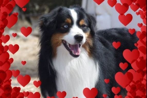 Miniature American Shepherd Puppies breeder image 2