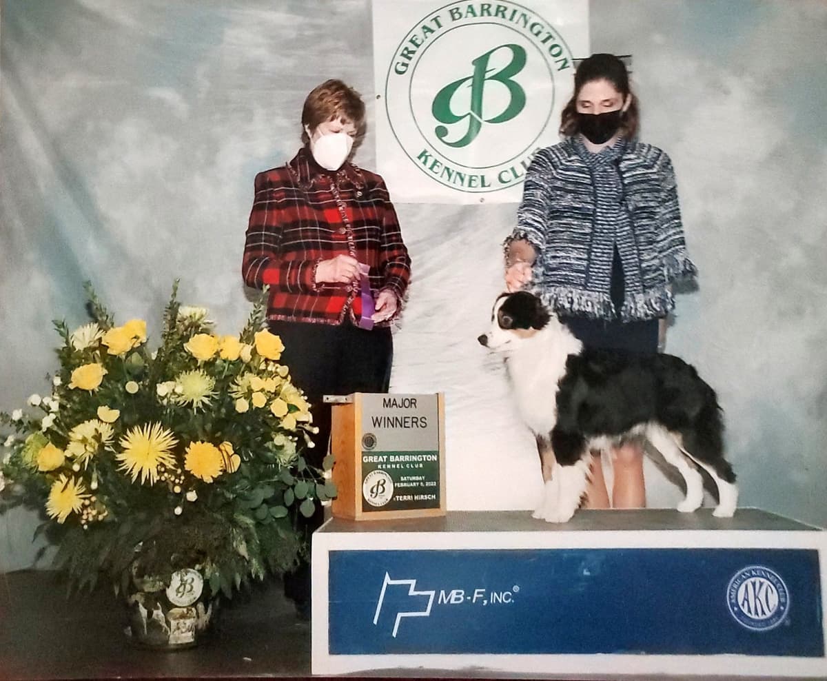 Miniature American Shepherd Puppies breeder image 5