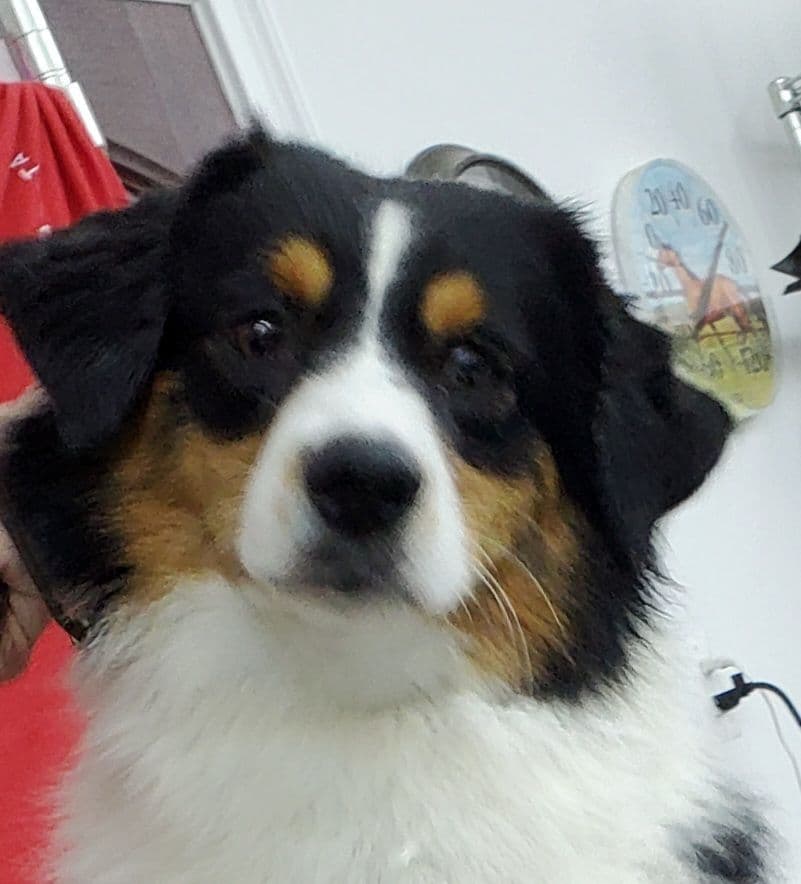 Miniature American Shepherd Puppies breeder image 6