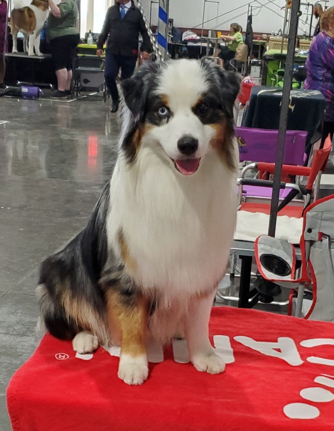 Miniature American Shepherd Puppies breeder image 8