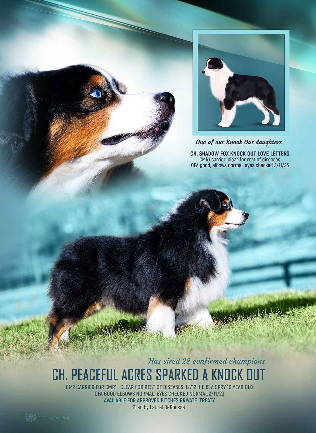 Miniature American Shepherd Puppies breeder image 9