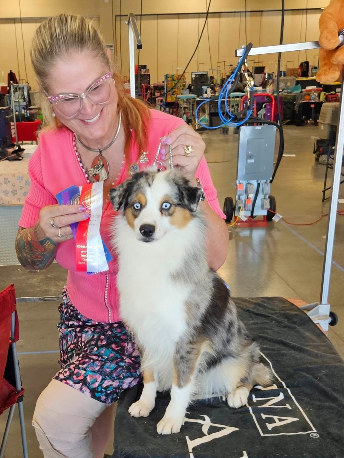 Miniature American Shepherd Puppies breeder image 10