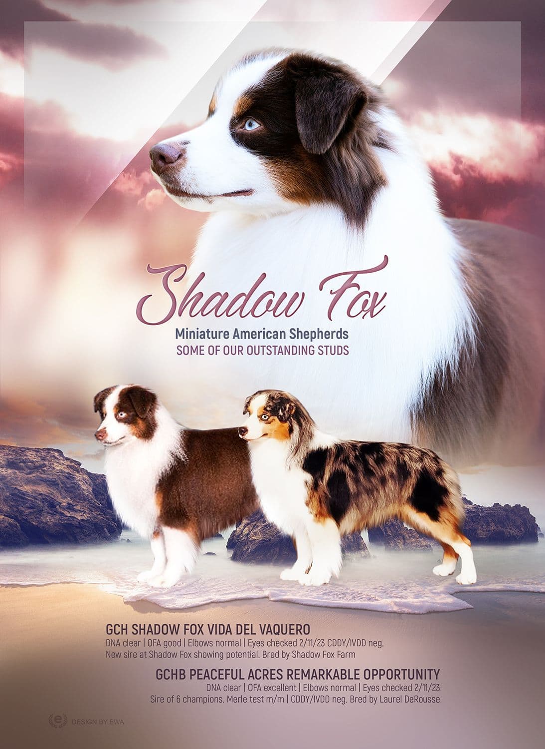 Miniature American Shepherd Puppies breeder image 11