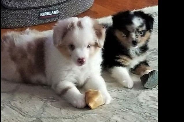 Miniature American Shepherd Puppies breeder image 12