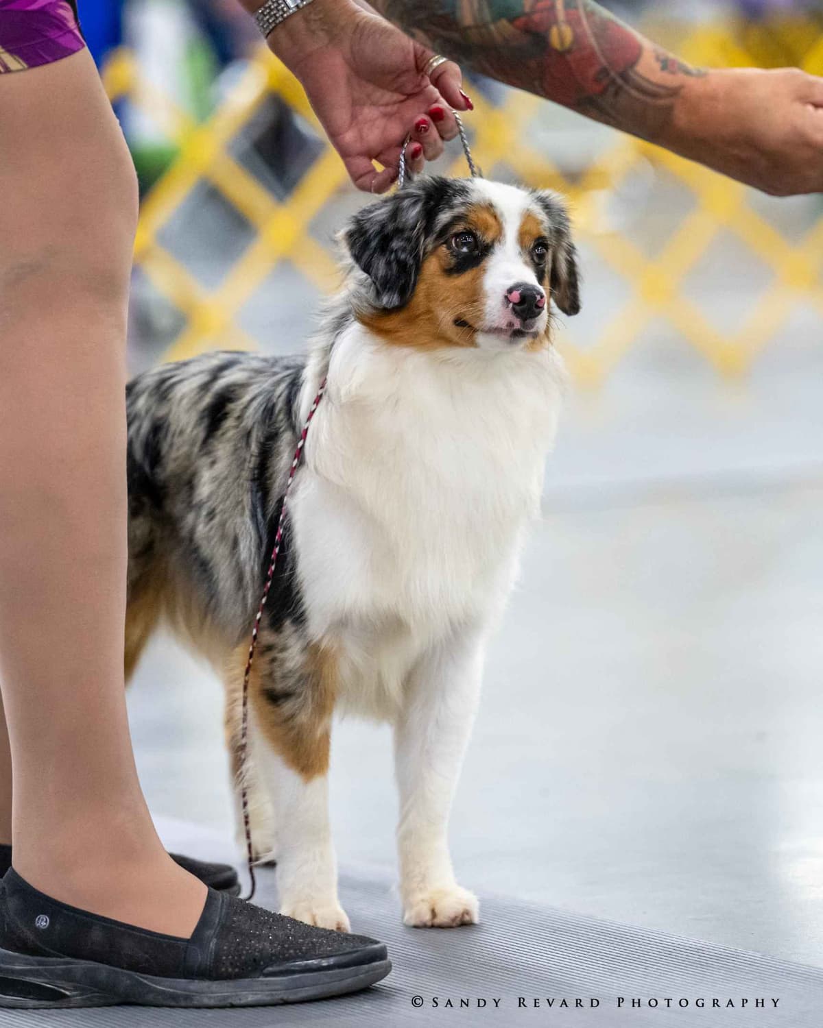 Miniature American Shepherd Puppies breeder image 15