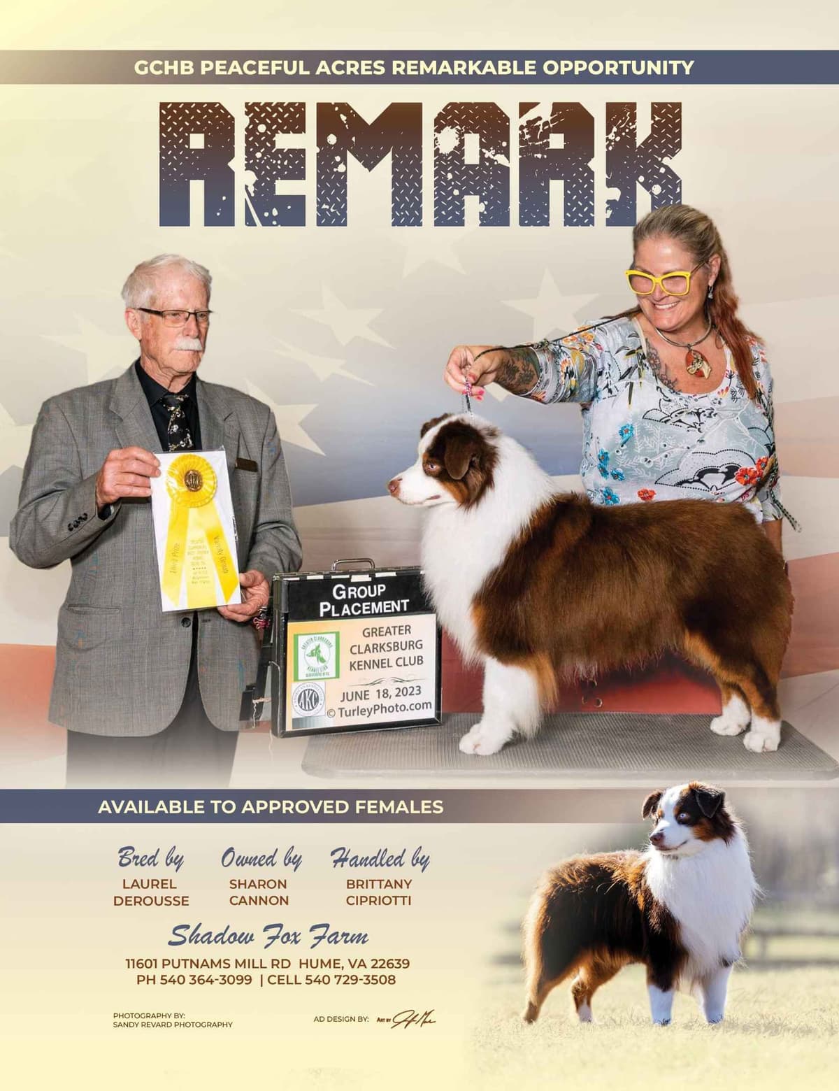 Miniature American Shepherd Puppies breeder image 17