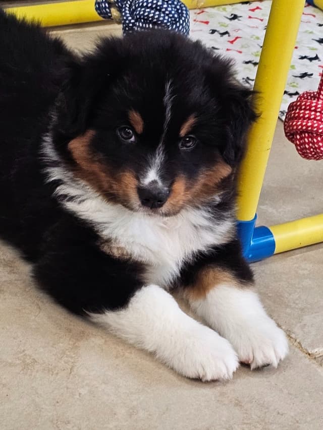 Miniature American Shepherd Puppies media 2