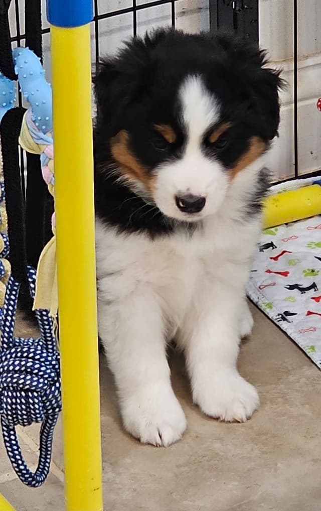 Miniature American Shepherd Puppies media 3