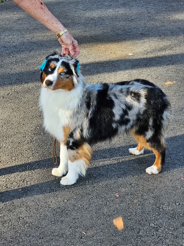Miniature American Shepherd Puppies media 5
