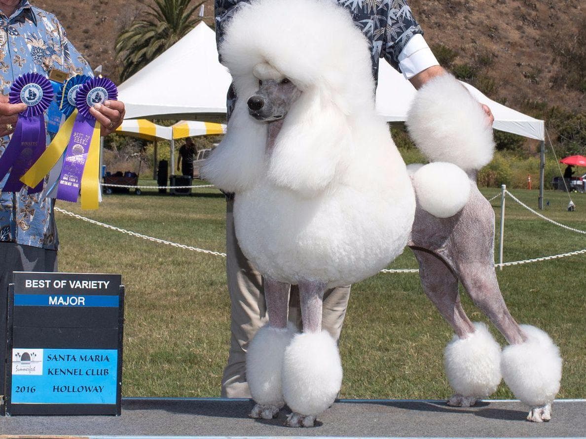 Poodle Puppies breeder image 10