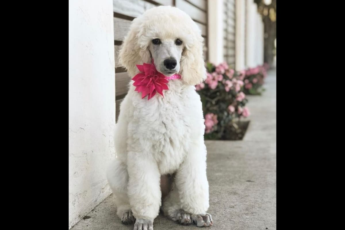 Poodle Puppies breeder image 4
