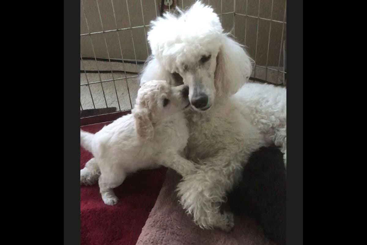Poodle Puppies breeder image 8