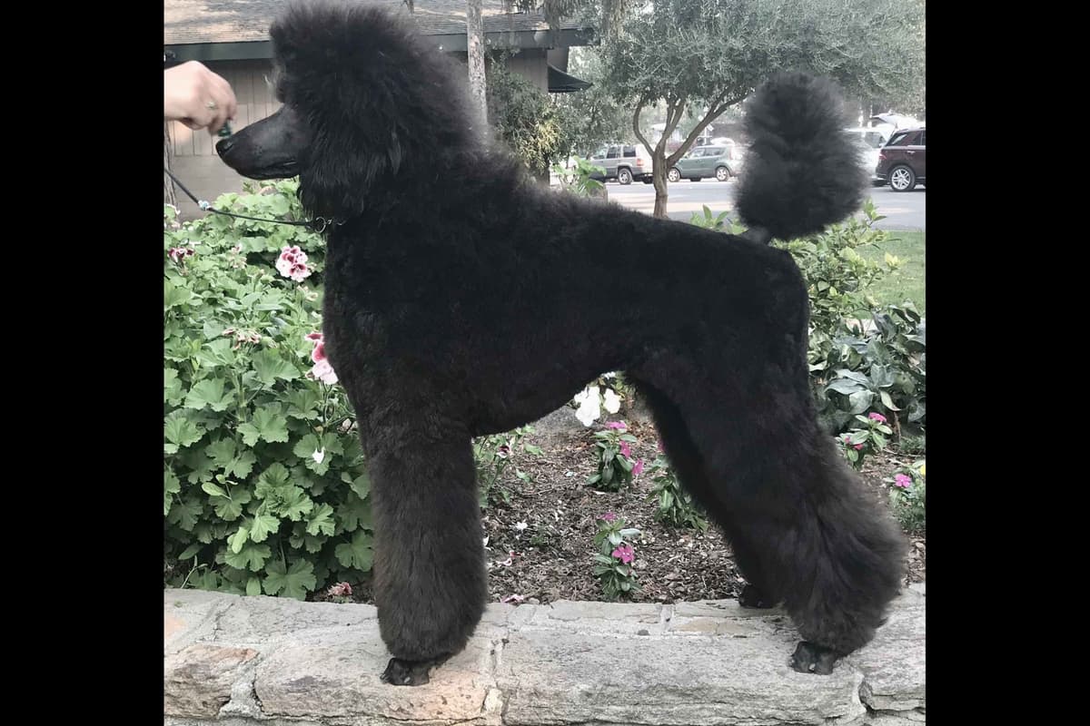 Poodle Puppies breeder image 12