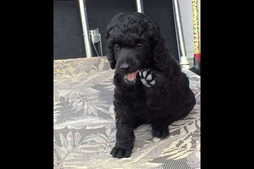 Poodle Puppies breeder image 9