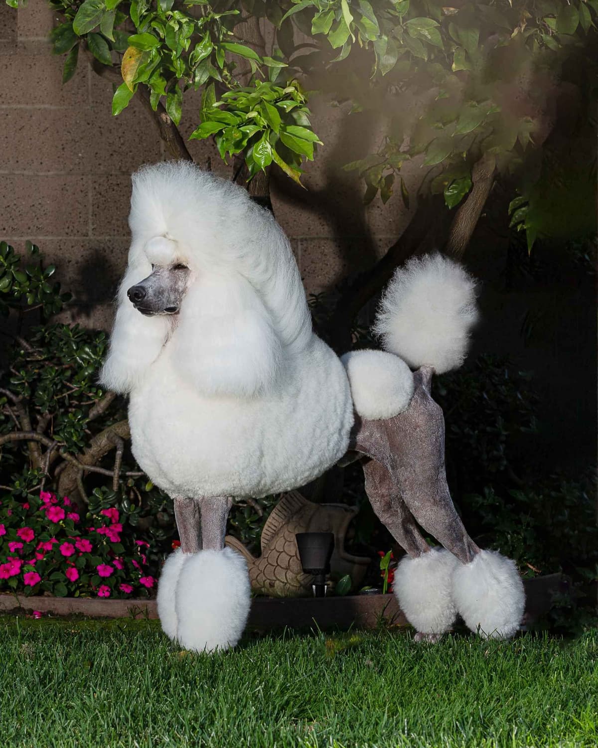 Poodle Puppies breeder image 6