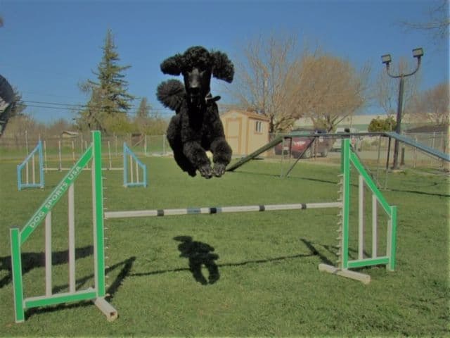 Poodle Puppies breeder image 11