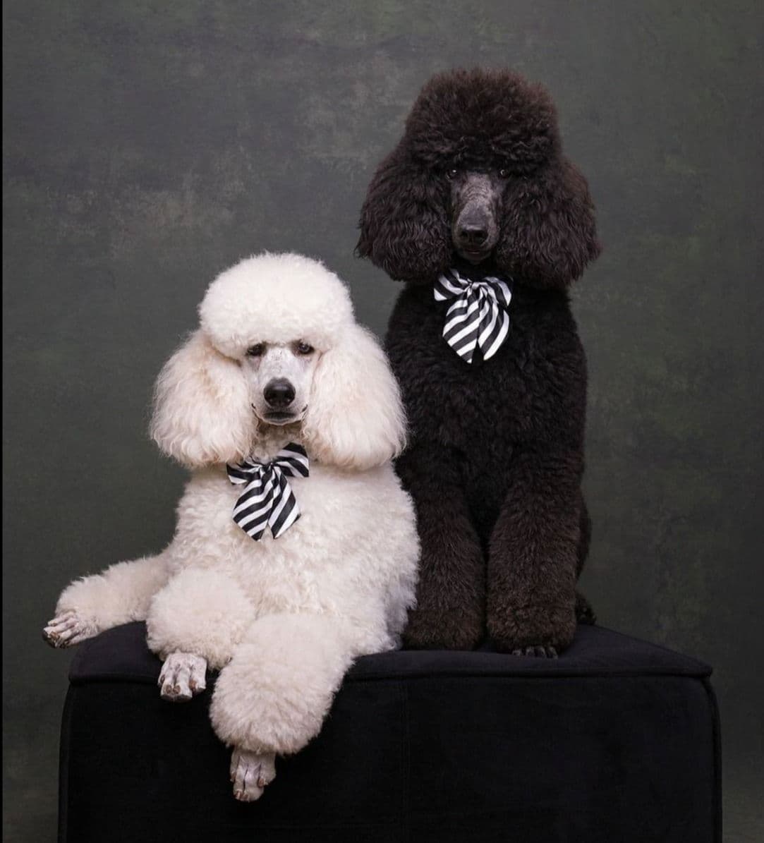 Poodle Puppies breeder image 15