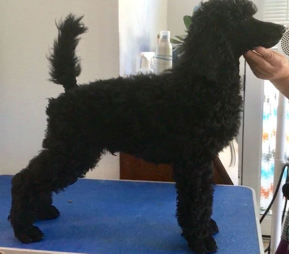 Poodle Puppies breeder image 16