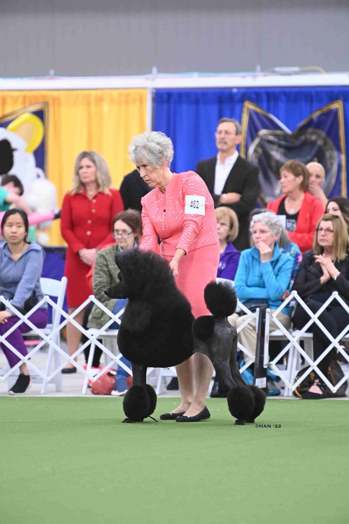 Poodle Puppies breeder image 17