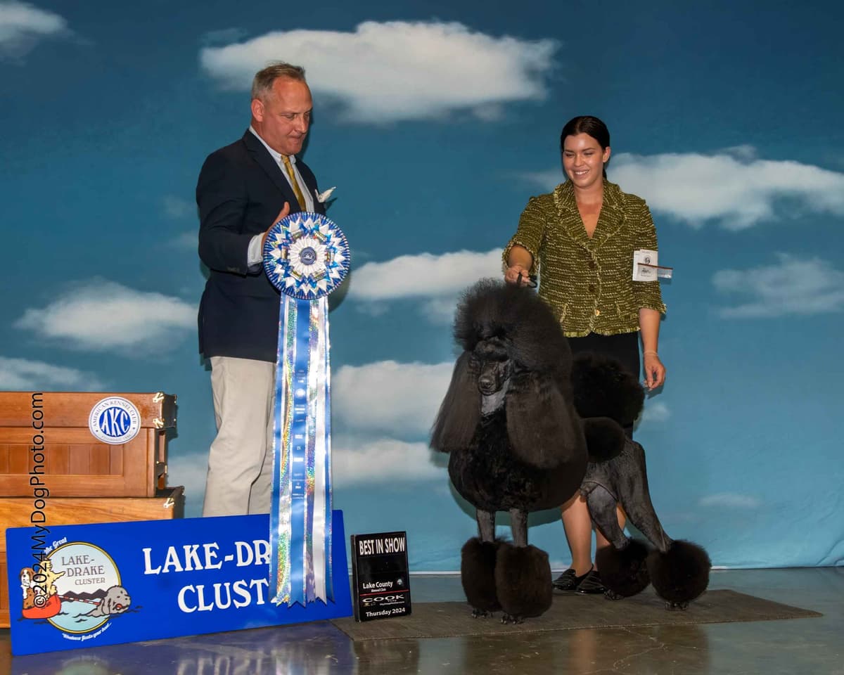 Poodle Puppies breeder image 18