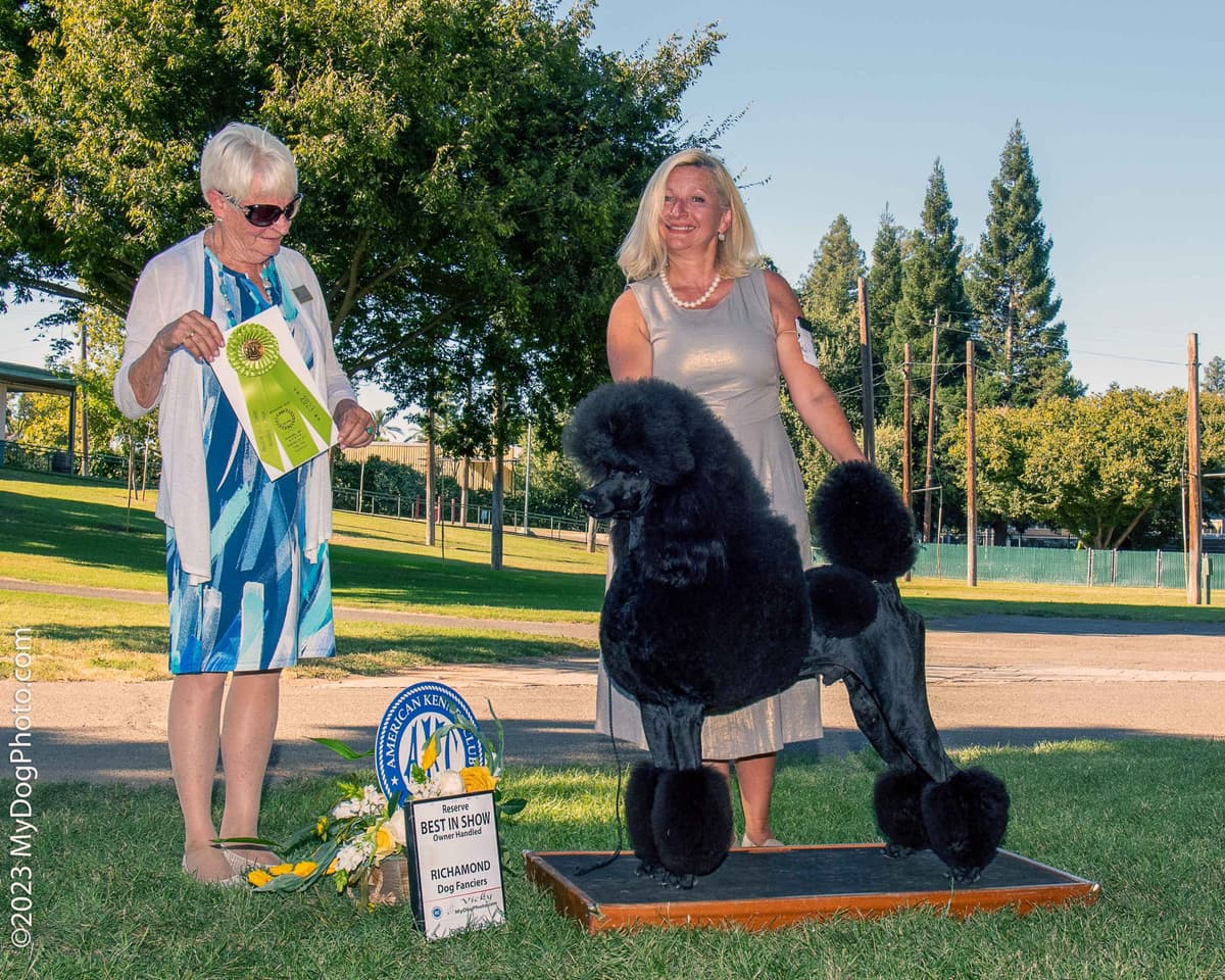 Poodle Puppies breeder image 19