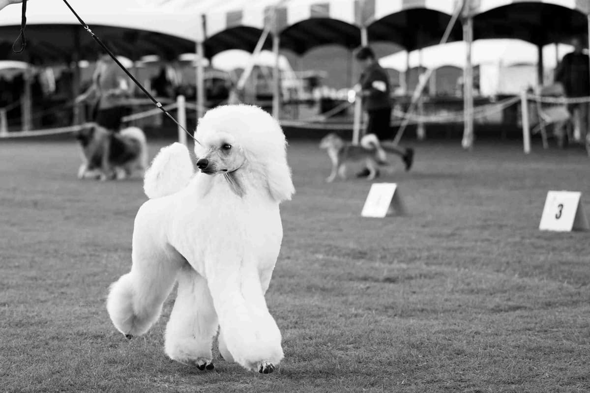 Poodle Puppies breeder image 2