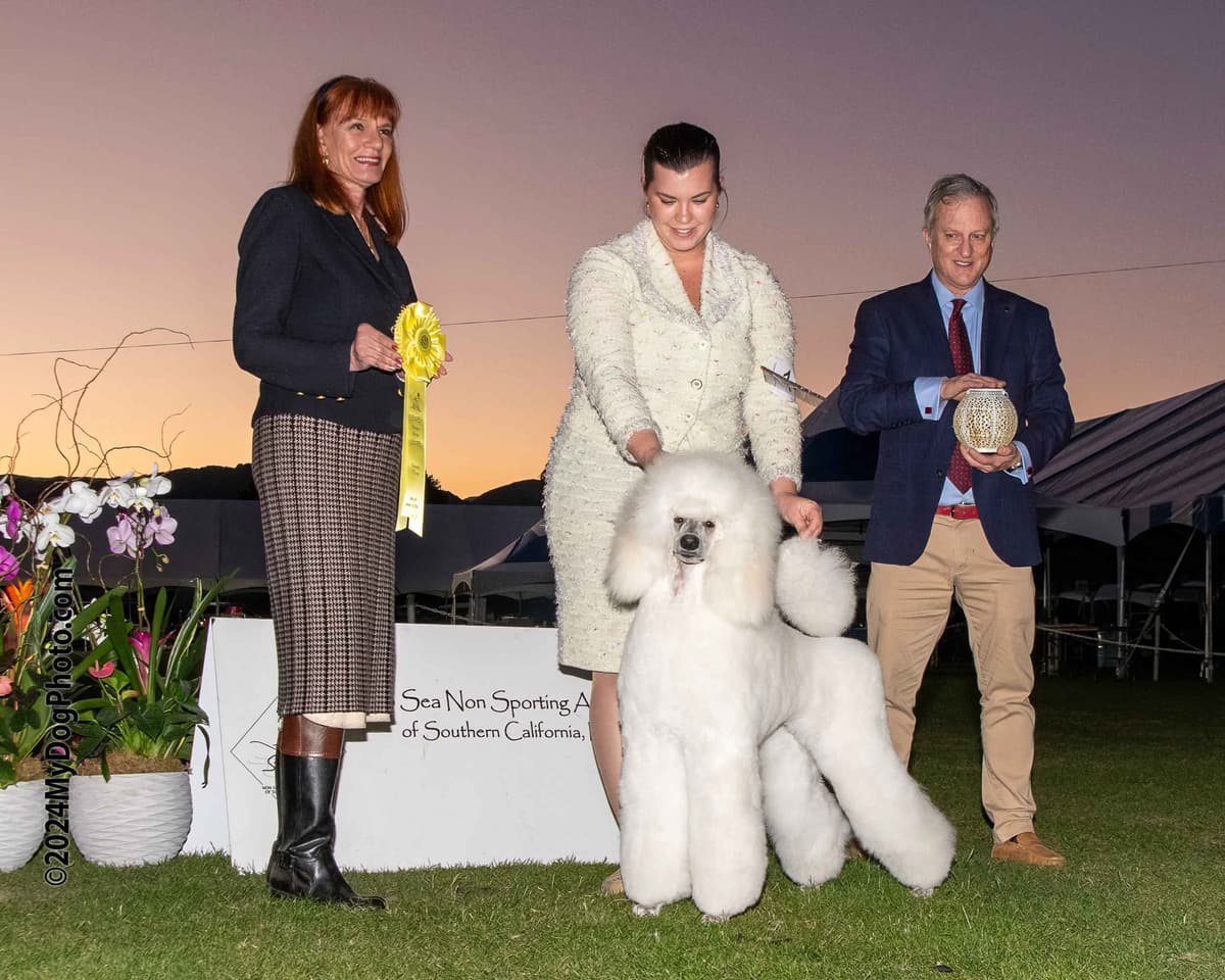 Poodle Puppies breeder image 24