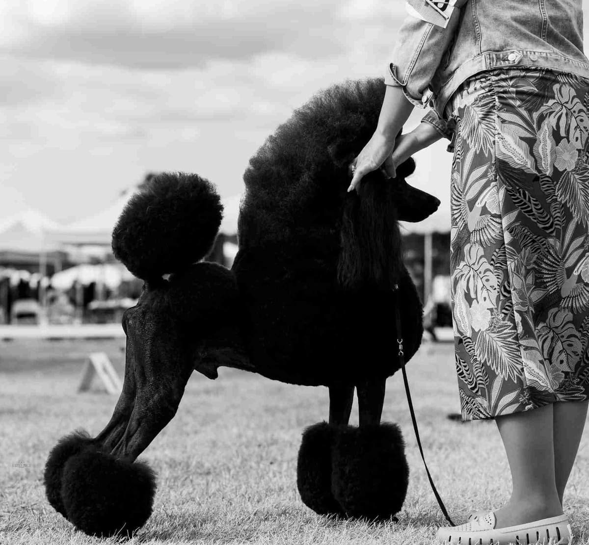 Poodle Puppies breeder image 1