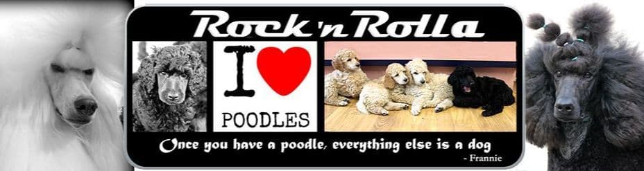 Poodle Puppies breeder image 27