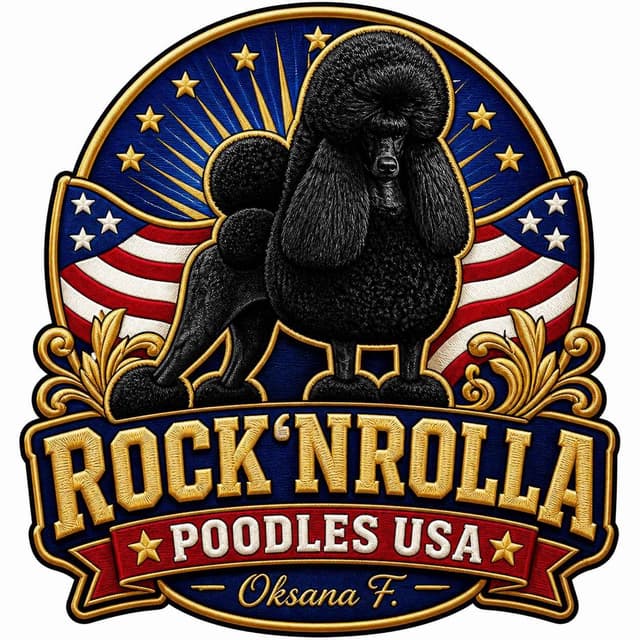 Poodle Puppies media 2