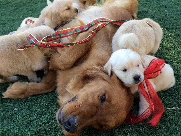 Cielos Golden Retrievers breeder image 7