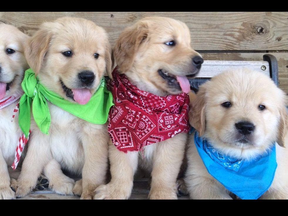 Cielos Golden Retrievers breeder image 1