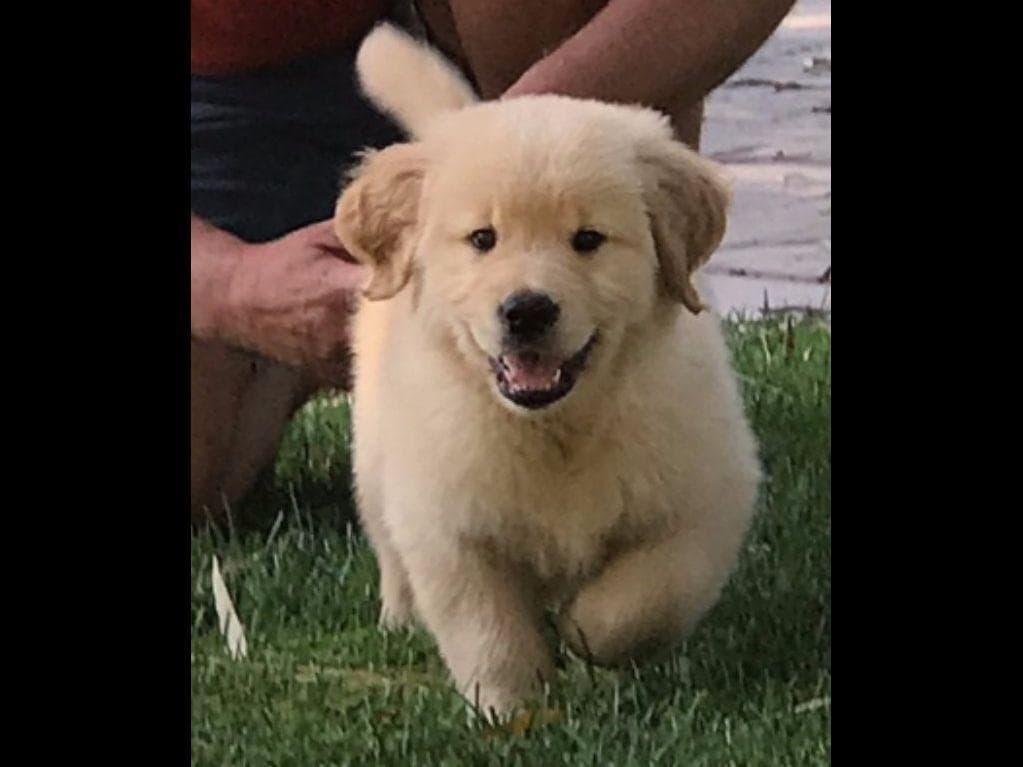 Cielos Golden Retrievers breeder image 5