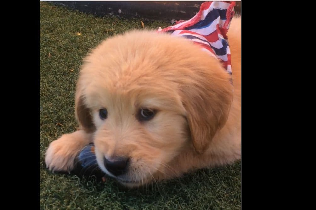 Cielos Golden Retrievers breeder image 4