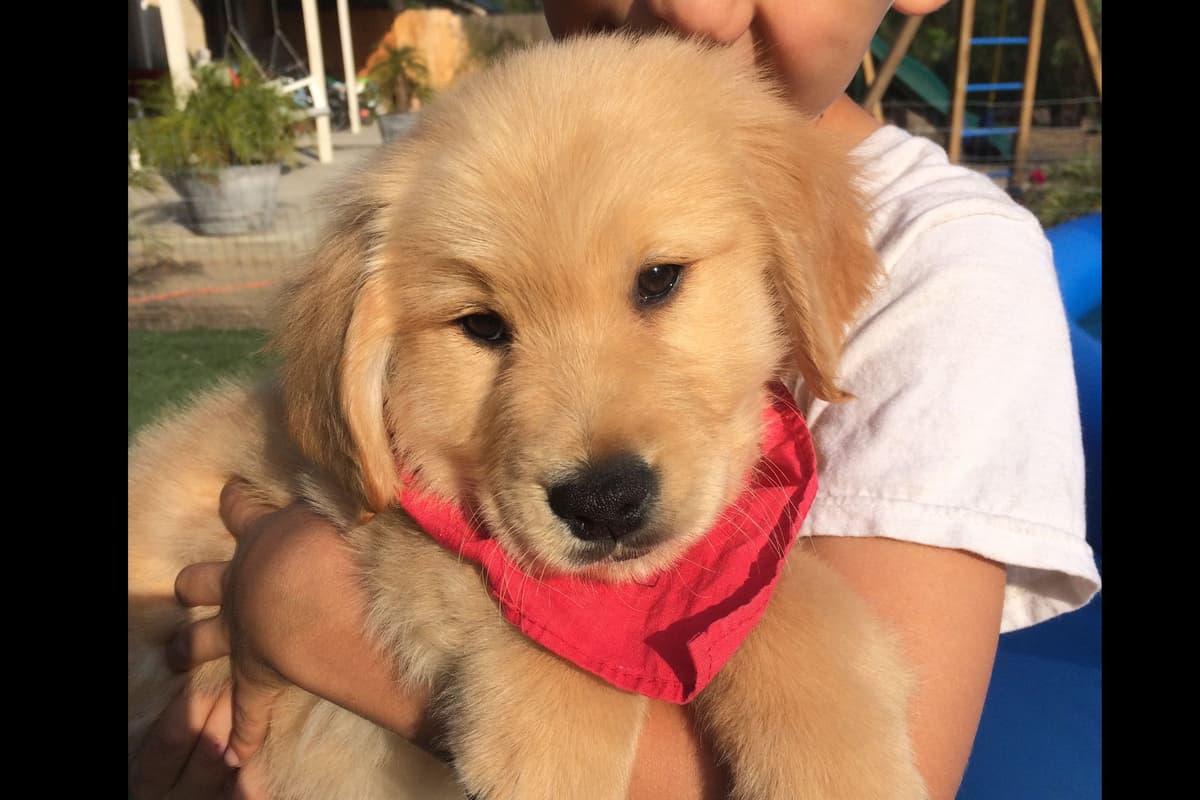 Cielos Golden Retrievers breeder image 3