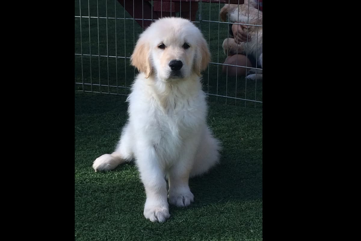 Cielos Golden Retrievers breeder image 2