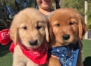 Cielos Golden Retrievers breeder image 9