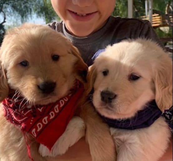 Cielos Golden Retrievers breeder image 8