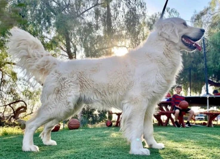 Cielos Golden Retrievers breeder image 12