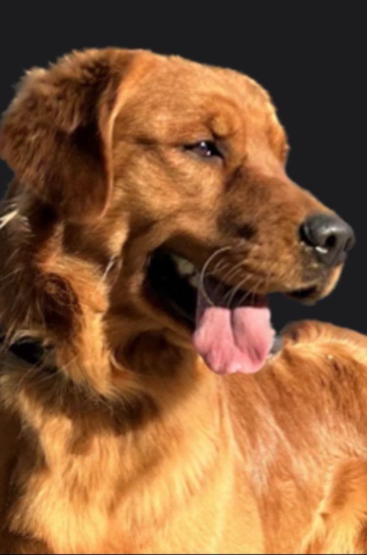 Cielos Golden Retrievers breeder image 11