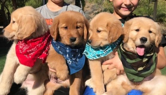 Cielos Golden Retrievers media 3