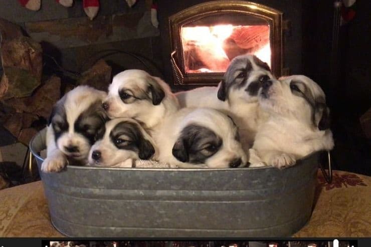English Springer Spaniel Puppies breeder image 1
