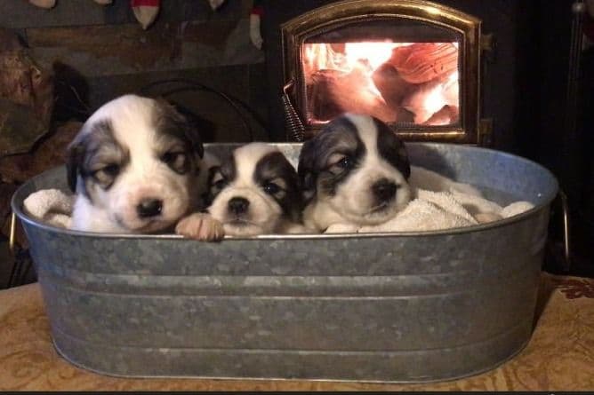 English Springer Spaniel Puppies breeder image 2