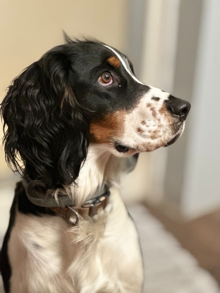 English Springer Spaniel Puppies breeder image 5