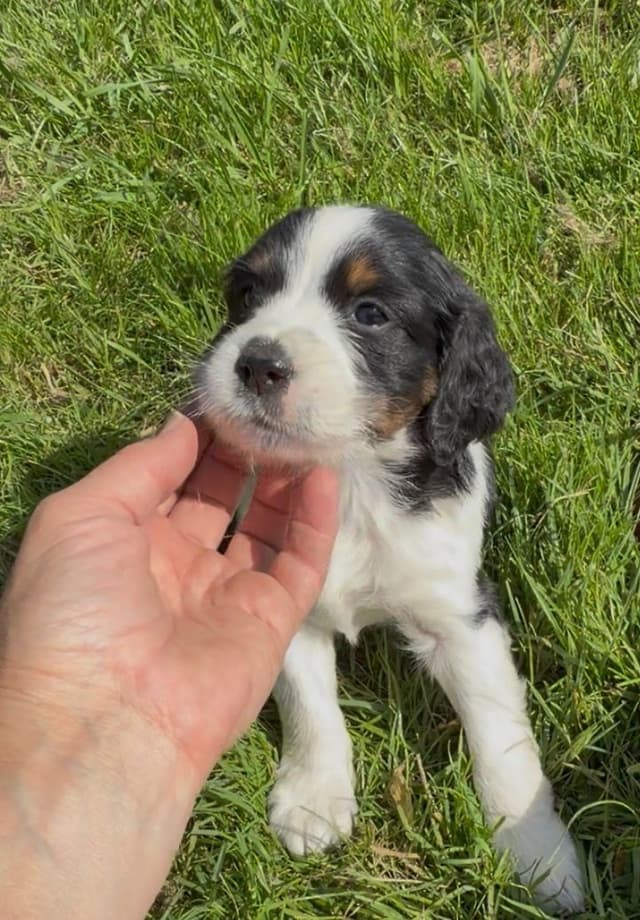 English Springer Spaniel Puppies media 4