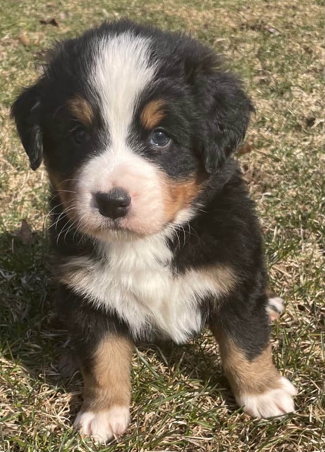 Bernese Mountain Dog Puppies media 2