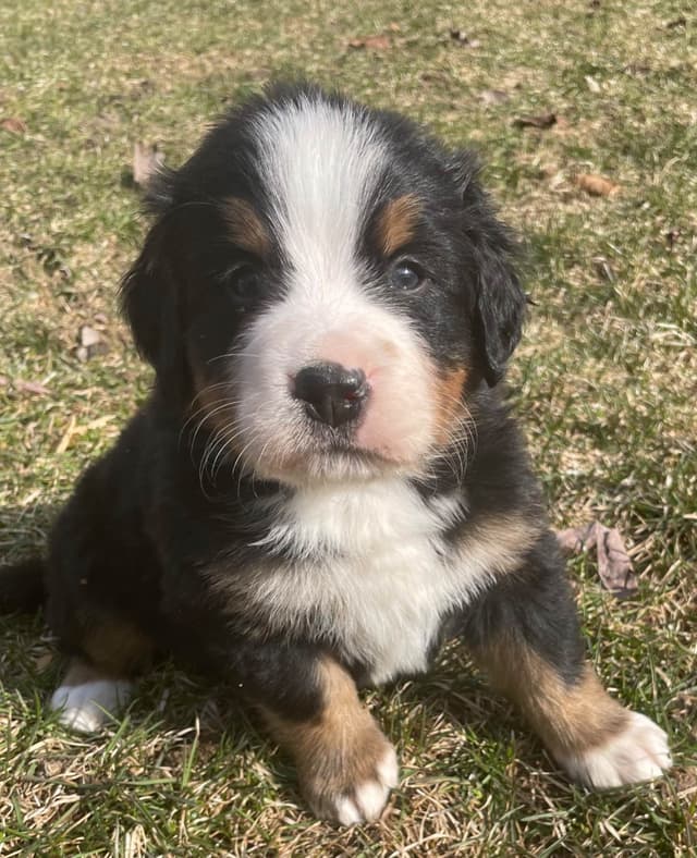 Bernese Mountain Dog Puppies media 3