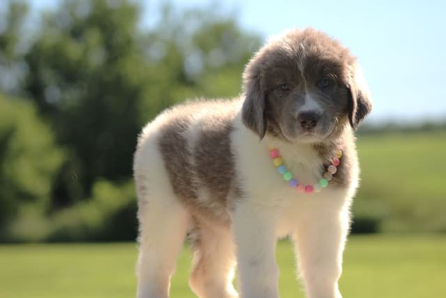 Newfoundland Puppies media 3