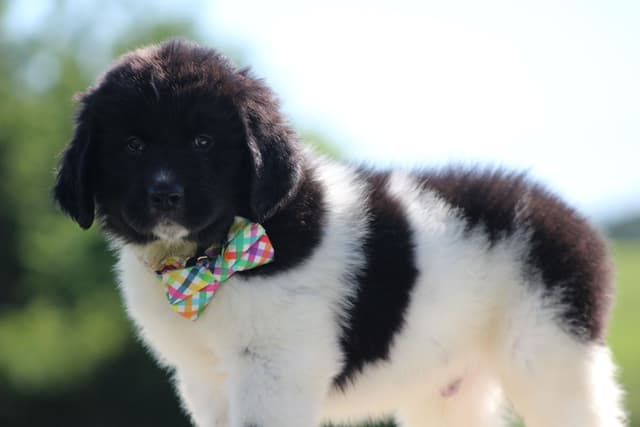 Newfoundland Puppies media 5