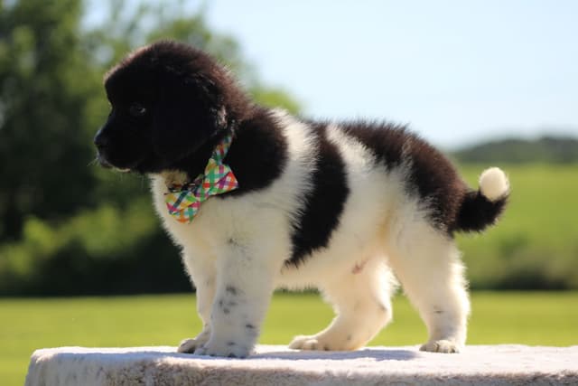 Newfoundland Puppies media 6